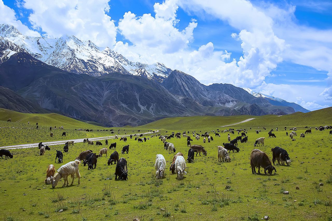 A markhor in the Chitral Gol National Park